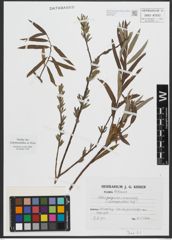 Foto von Salix purpurea L. x Salix viminalis L.